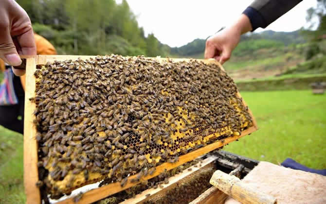 一個人能養(yǎng)多少箱蜜蜂