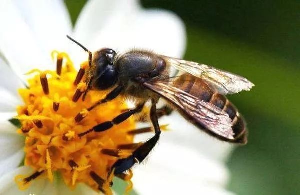 工蜂少量進(jìn)花粉是什么原因（中蜂少量進(jìn)花粉什么原因）