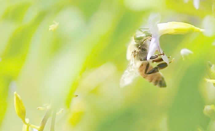 意大利蜜蜂什么時候開始春繁？