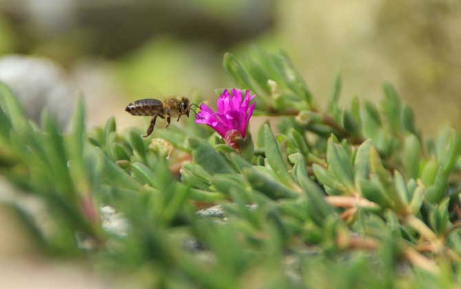 蜜蜂的介紹（有關(guān)蜜蜂的資料有哪些）