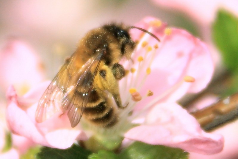 誰控制著蜜蜂