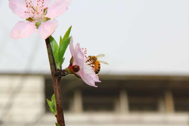 蜜蜂身上的灰白色物體是什么？