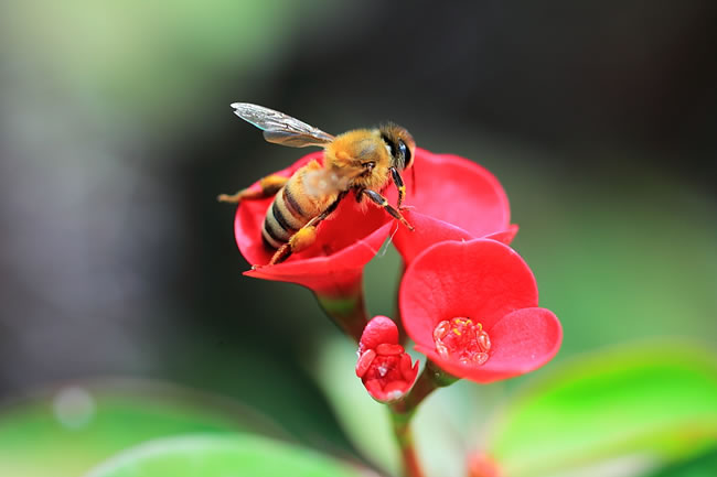 蜜蜂身上的灰白色物體是什么？