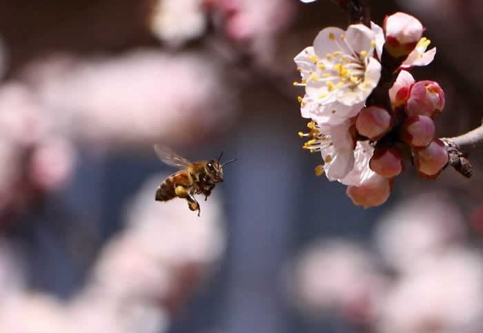 新手怎么才能養(yǎng)好蜜蜂？