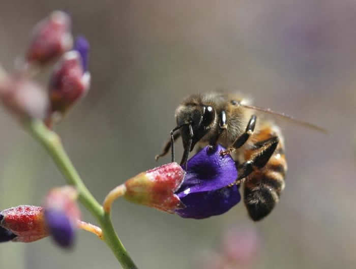 新手怎么才能養(yǎng)好蜜蜂？