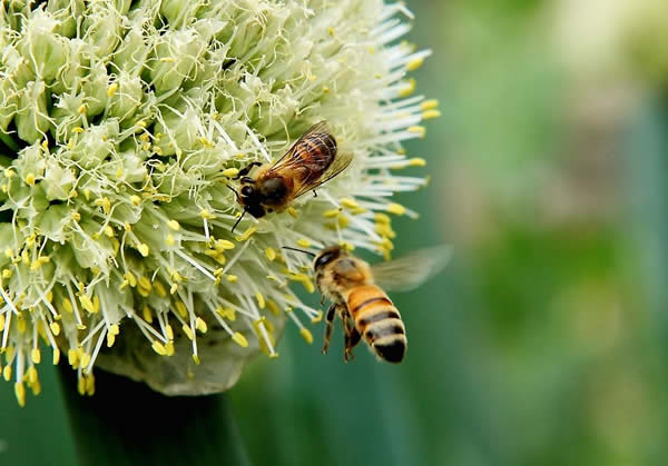 【蜜蜂知識】一窩蜜蜂可以有幾個蜂王？