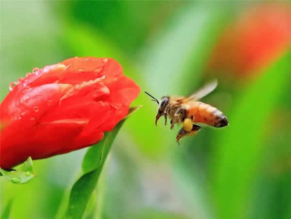 【蜜蜂知識】一窩蜜蜂可以有幾個蜂王？