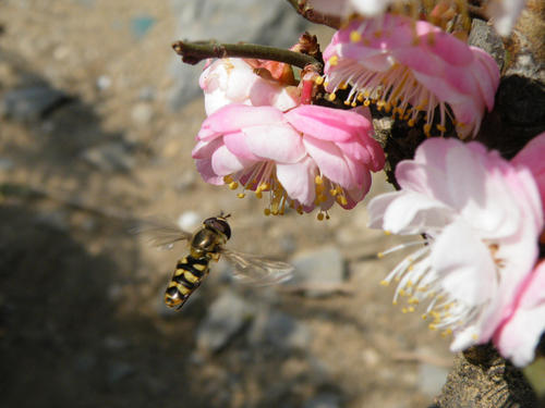 夢(mèng)到被蜜蜂蟄了（夢(mèng)到被蜜蜂蟄了預(yù)示著什么）