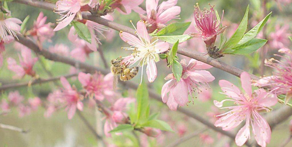 蜂蜜什么時(shí)候喝最好