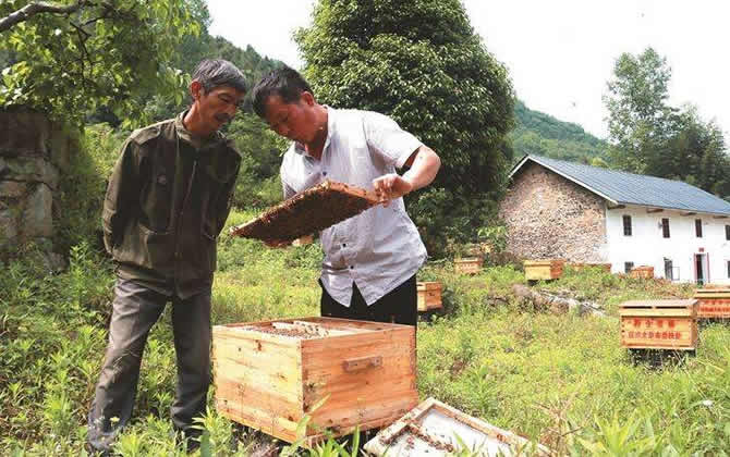 蜜蜂養(yǎng)殖技術