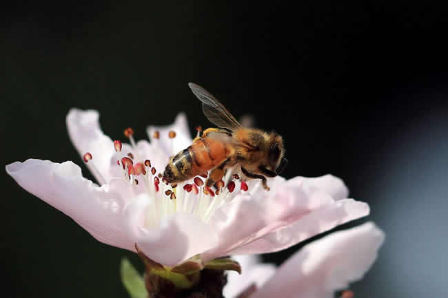 蜜蜂釀蜂蜜過程