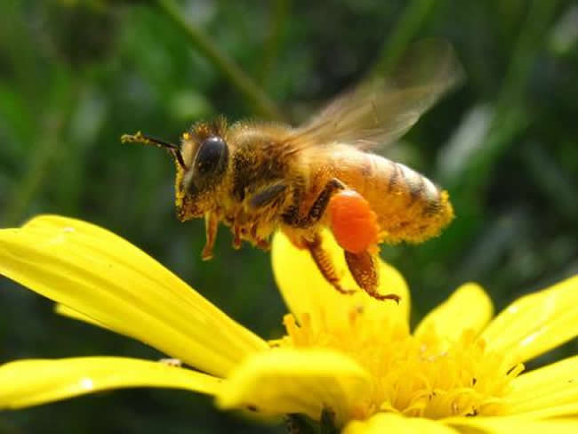 蜜蜂釀蜂蜜過程