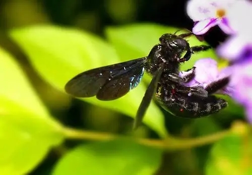 琿春黑蜂的生物特性