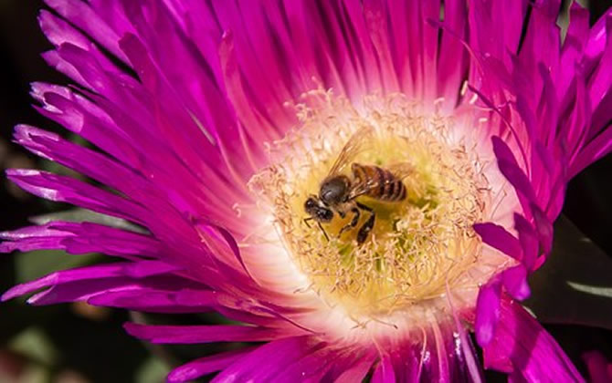 琿春黑蜂的生物特性