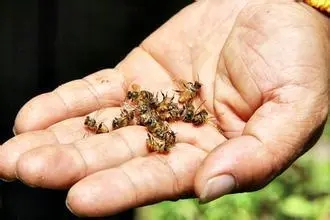 蜜蜂吃土霉素的用量（土霉素治蜂病的用量）