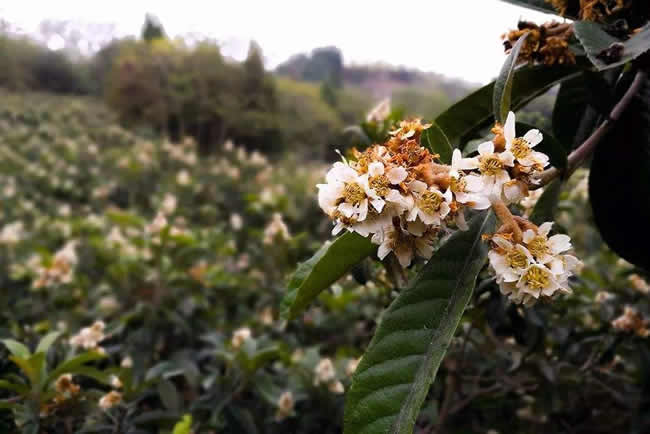 【蜜蜂知識】全國主要蜜源植物大全