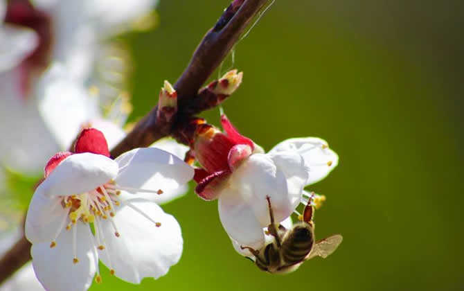 蜜蜂采蜜