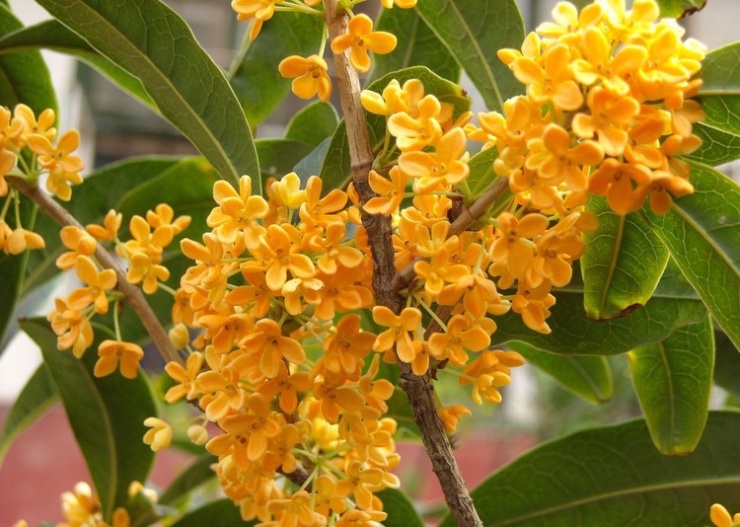 桂花蜜的特點（桂花蜜的作用及特點）