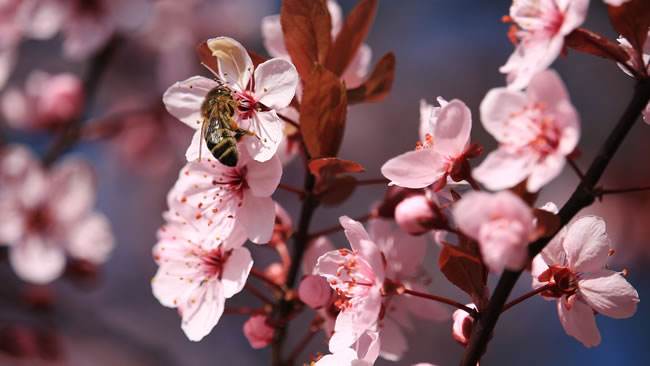 蕭山漿蜂