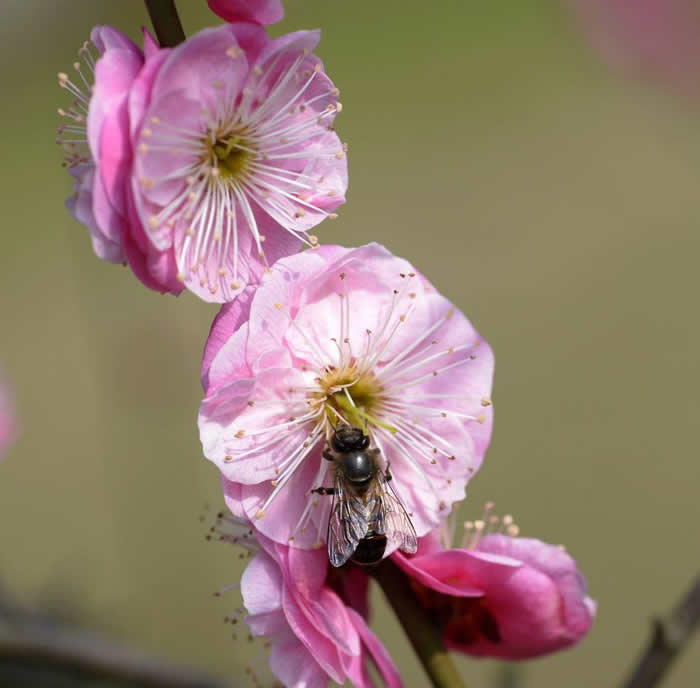 蕭山漿蜂