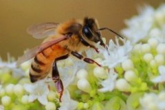 中國(guó)一共有多少種蜜蜂（中國(guó)有多少種蜜蜂）