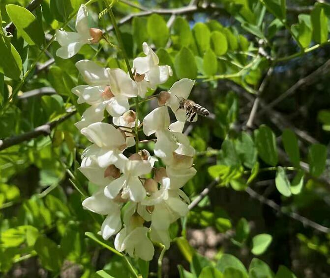 蜜蜂采花粉還是花蜜，做什么用?(帶你看怎么釀變成蜂蜜)