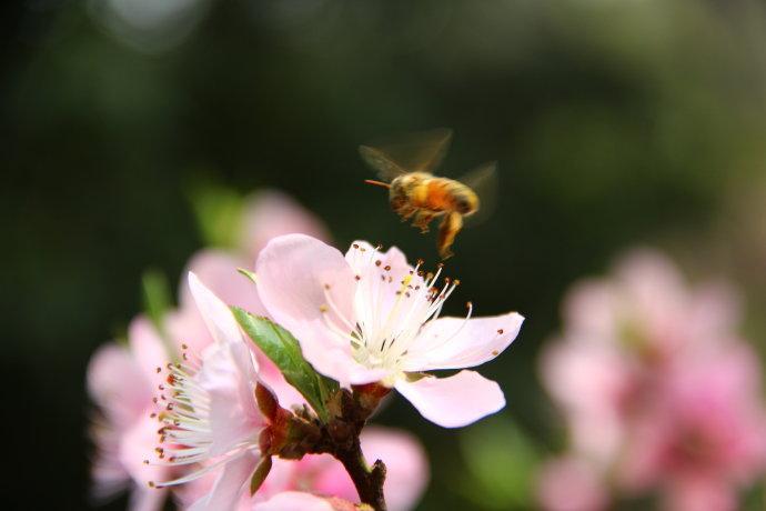 蜜蜂為什么要叫蜜蜂（蜜蜂的名稱定義和物種介紹）