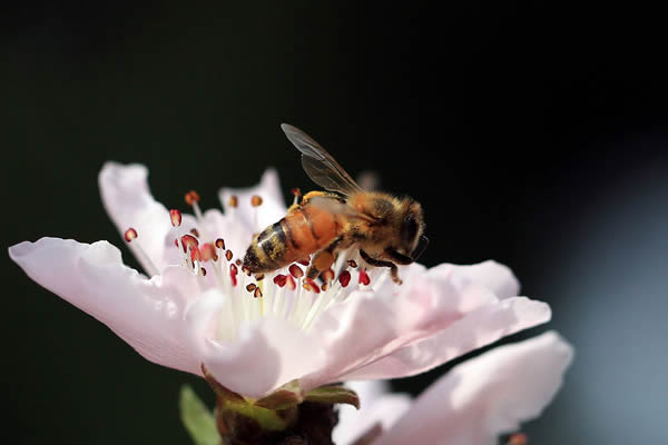 【蜜蜂知識】蜜蜂生活環(huán)境的特性