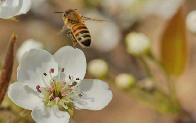 蜜蜂釀蜜