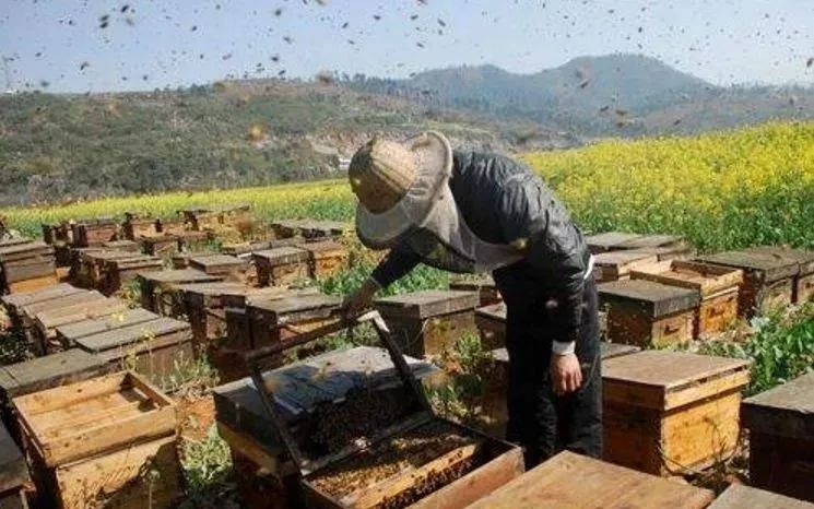 高科技養(yǎng)蜂（天翼云科技賦能智慧養(yǎng)蜂)