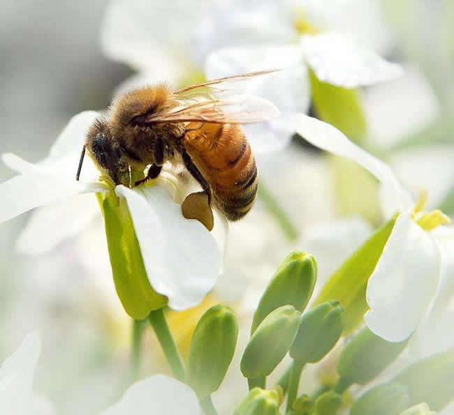 三步教你入門養(yǎng)蜂