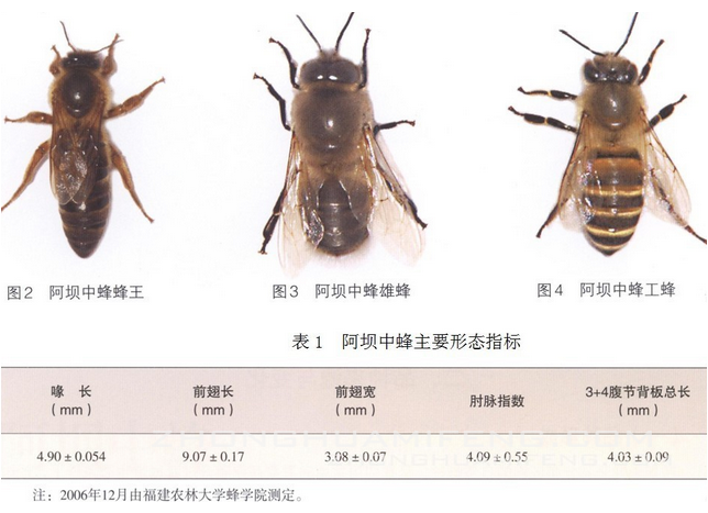 阿壩中蜂抗病力強(qiáng)嗎（你聽說過阿壩中蜂嗎？它“神”在哪里）