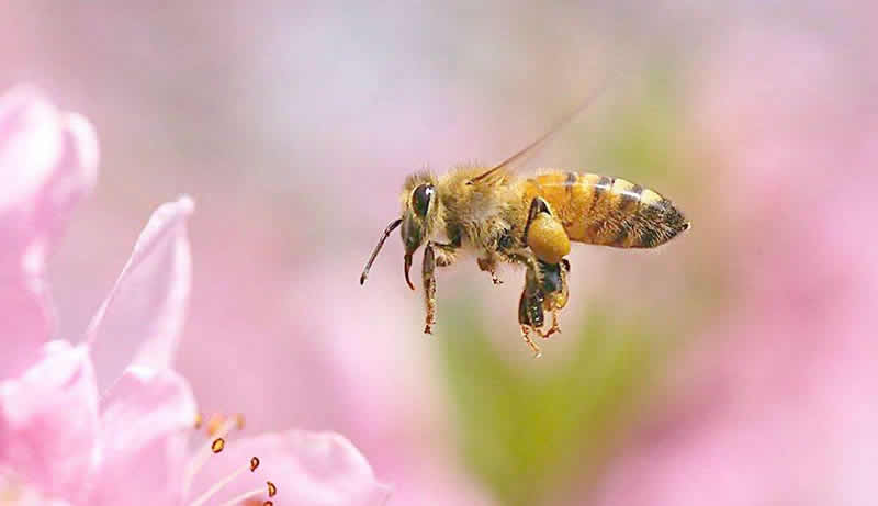 一箱蜜蜂兩個(gè)蜂王可以嗎？