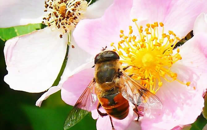 蜜蜂養(yǎng)殖