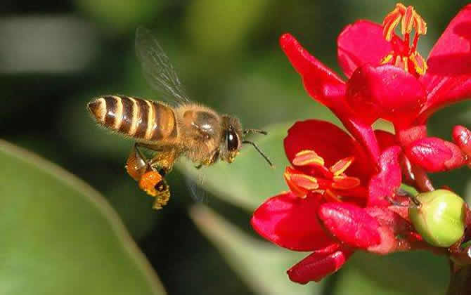 蜜蜂養(yǎng)殖