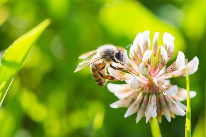 被蜜蜂蟄了是好兆頭嗎