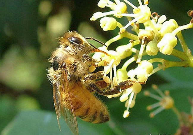 蜜蜂最怕什么東西？(怕酒水、顏色、氣味還是什么藥)