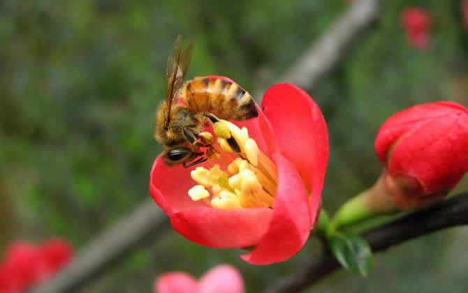 如何進(jìn)行分蜂？