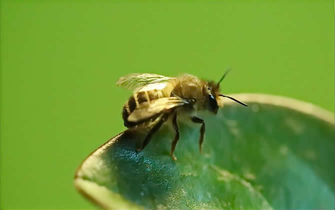 麥蜂（野生無(wú)刺蜂）