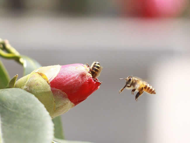 【蜜蜂知識】蜜蜂怎樣安全度夏？