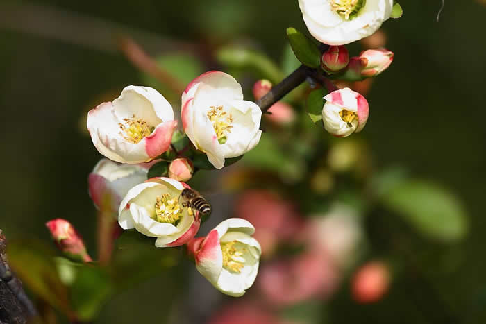 如何控制自然分蜂？