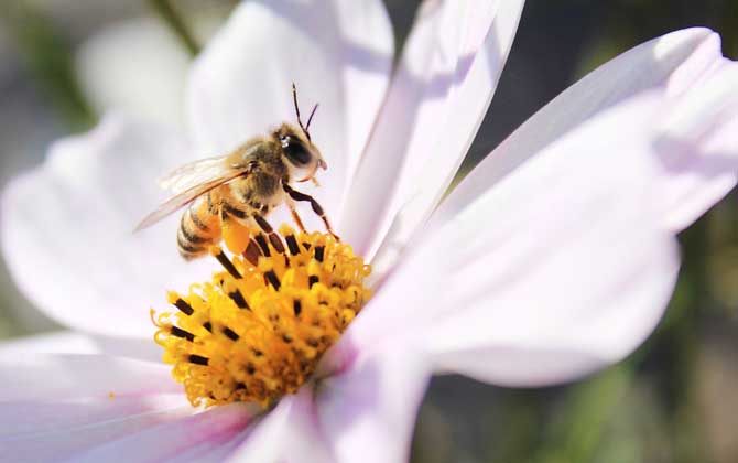 被蜜蜂蟄了怎么處理最簡(jiǎn)單（被蜜蜂蟄了怎么辦）