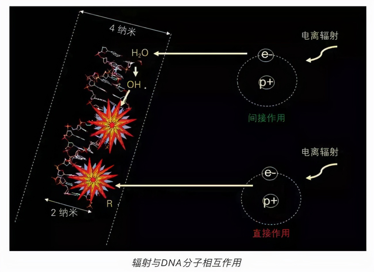 神舟十二號平安歸來！著陸出艙后，3名航天員為啥要躺在椅子上？