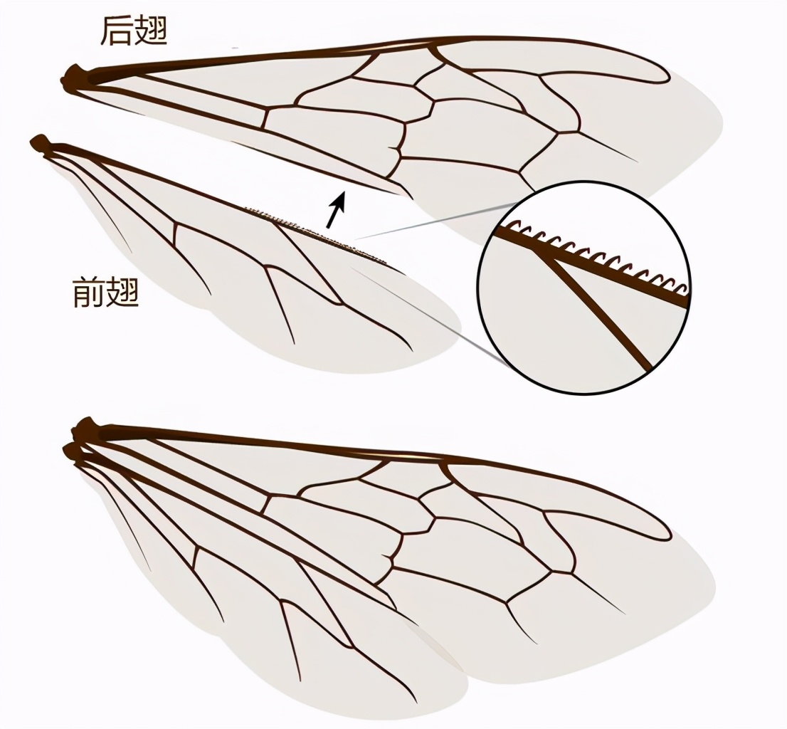蜜蜂翅膀結(jié)構(gòu)