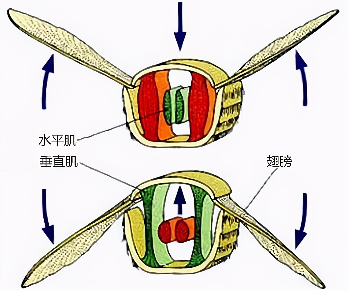 蜜蜂翅膀結(jié)構(gòu)