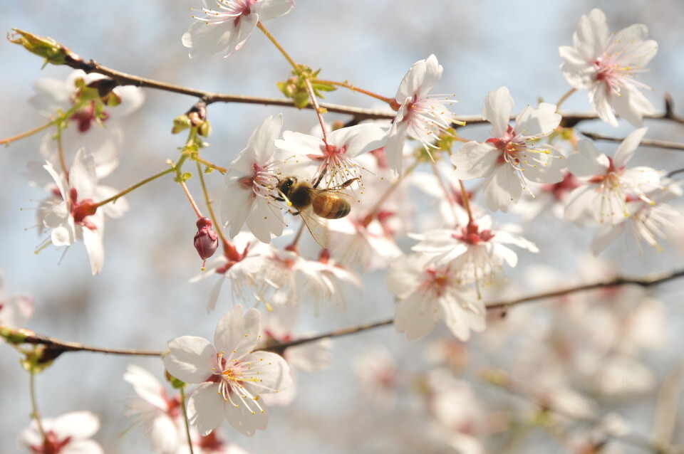 花蜜和蜂蜜是什么關(guān)系（蜂蜜和花蜜有什么區(qū)別）