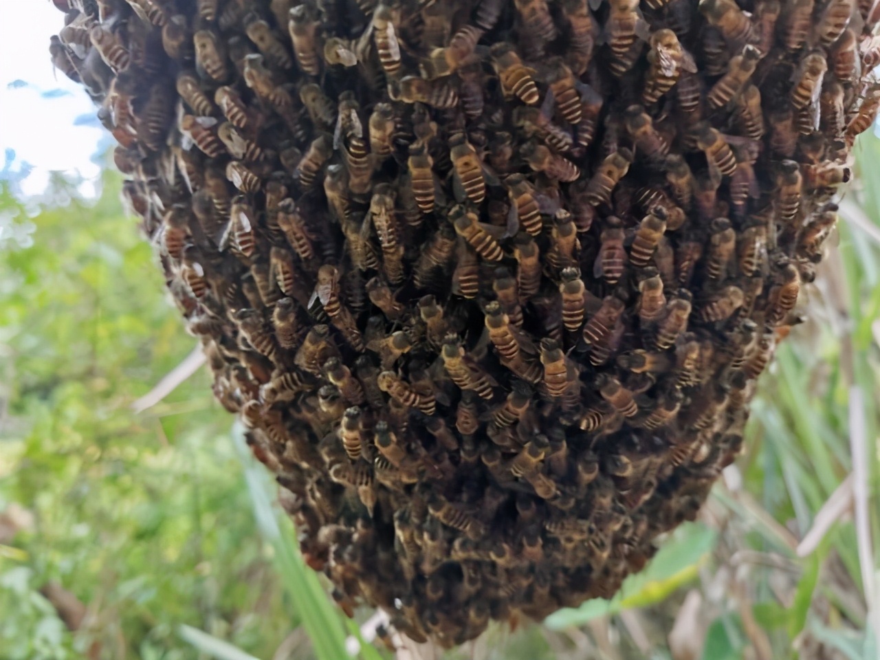 蜜蜂飛逃是蜂王最后出來(lái)嗎（蜂群怎么會(huì)突然飛逃）