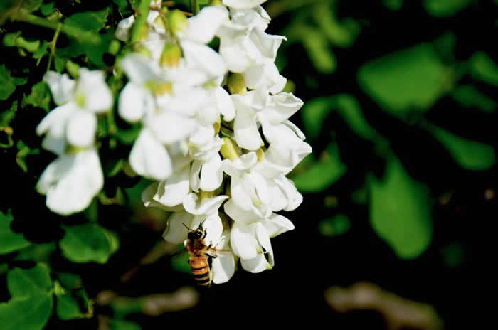 一箱意蜂洋槐花期能產(chǎn)多少蜜？