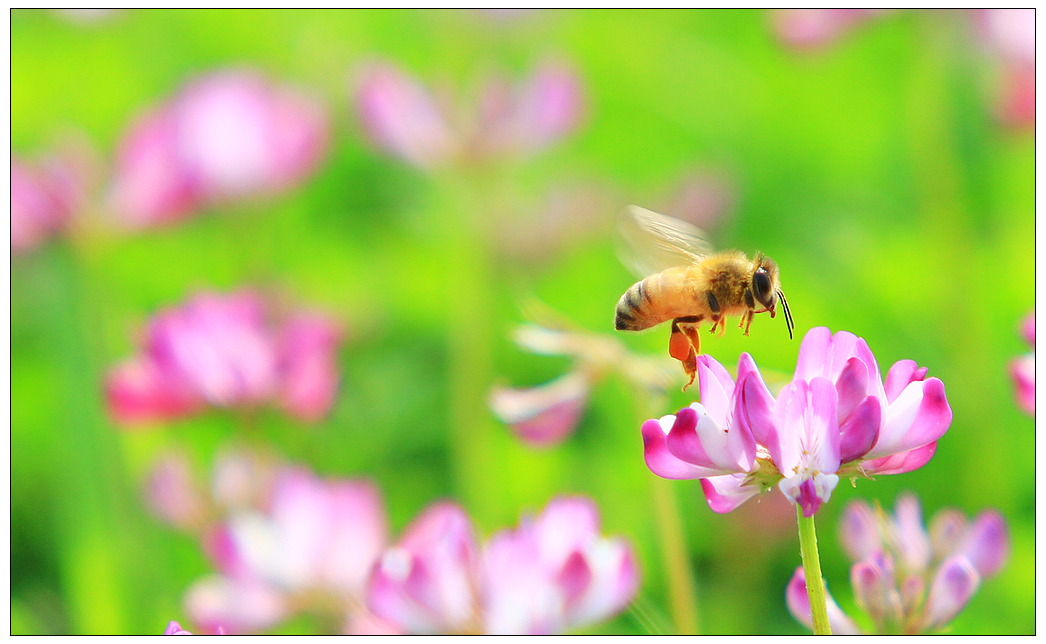 蜜蜂喜歡什么樣的顏色？(蜜蜂會(huì)討厭什么顏色的花)