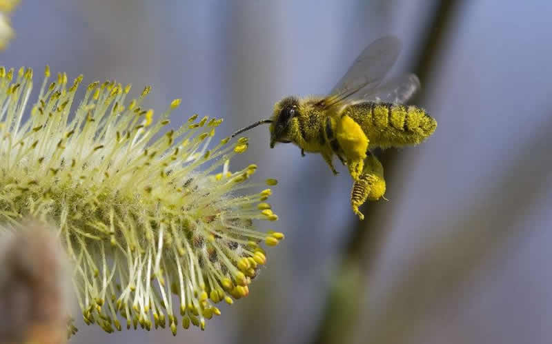 蜜蜂采花蜜是為了什么？